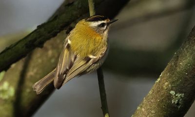 Firecrest - Reglus ignicapillus (Vuurgoudhaantje)