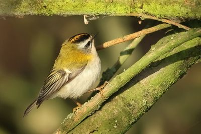 Firecrest - Regulus ignicapullus (Vuurgoudhaantje) 