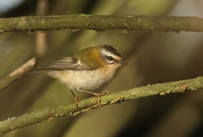 Firecrest - Regulus ignicapullus (Vuurgoudhaantje) 