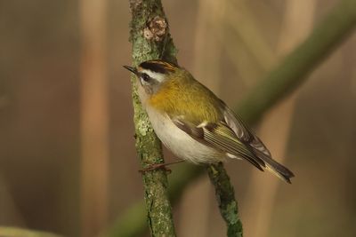 Firecrest - Regulus ignicapullus (Vuurgoudhaantje) 