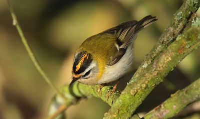 Firecrest - Regulus ignicapullus (Vuurgoudhaantje) 