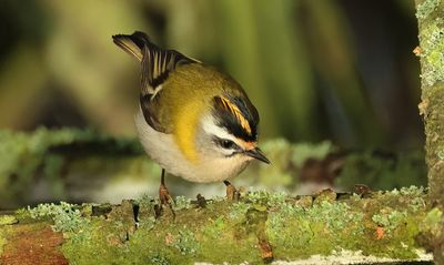 Firecrest - Regulus ignicapullus (Vuurgoudhaantje) 