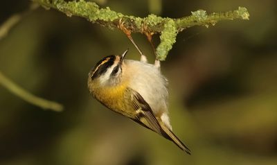 Firecrest - Regulus ignicapullus (Vuurgoudhaantje) 