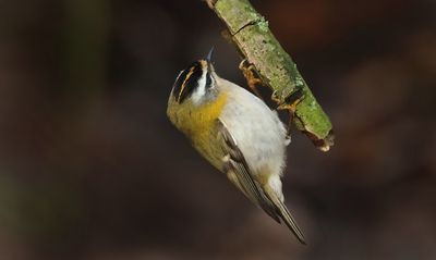 Firecrest - Regulus ignicapullus (Vuurgoudhaantje) 