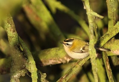 Firecrest - Regulus ignicapullus (Vuurgoudhaantje) 