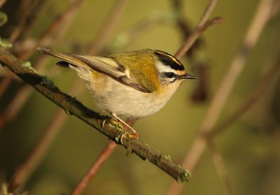 Firecrest - Regulus ignicapullus (Vuurgoudhaantje) 