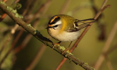 Firecrest - Regulus ignicapullus (Vuurgoudhaantje) 