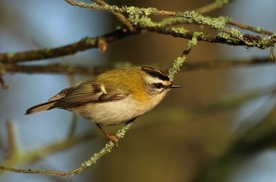 Firecrest - Regulus ignicapullus (Vuurgoudhaantje) 