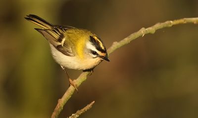 Firecrest - Regulus ignicapullus (Vuurgoudhaantje) 
