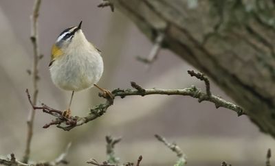 Firecrest - Reglus ignicapillus (Vuurgoudhaantje)