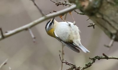 Firecrest - Reglus ignicapillus (Vuurgoudhaantje)