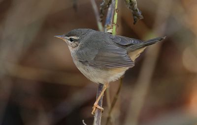 MAP: Dusky warbler - Phylloscopus fuscatus (Bruine Boszanger)