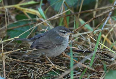 Dusky warbler - Phylloscopus fuscatus (Bruine Boszanger)