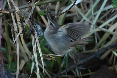 Dusky warbler - Phylloscopus fuscatus (Bruine Boszanger)