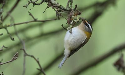 MAP: Firecrest - Regulus ignicapullus (Vuurgoudhaantje)