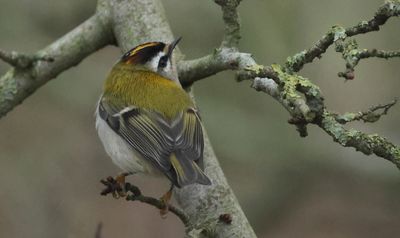 Firecrest - Regulus ignicapullus (Vuurgoudhaantje) 