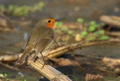 European Robin - Erithacus rubecula (Roodborst)