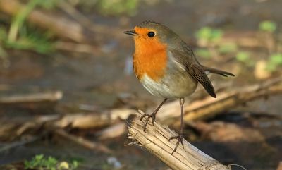 European Robin - Erithacus rubecula (Roodborst)