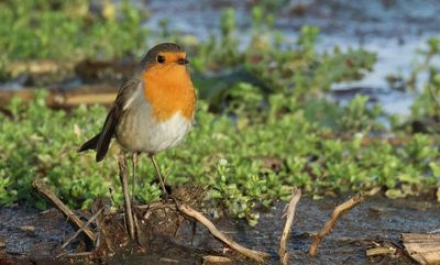 European Robin - Erithacus rubecula (Roodborst)