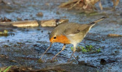 European Robin - Erithacus rubecula (Roodborst)