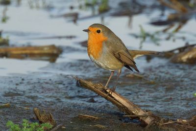 European Robin - Erithacus rubecula (Roodborst)