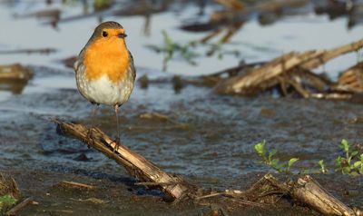 European Robin - Erithacus rubecula (Roodborst)