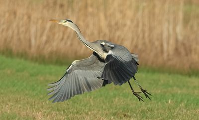 Grey Heron - Ardea cinerea (Blauwe Reiger)