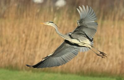 Grey Heron - Ardea cinerea (Blauwe Reiger)