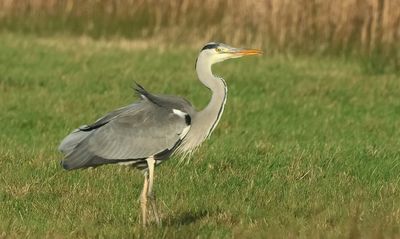 Grey Heron - Ardea cinerea (Blauwe Reiger)