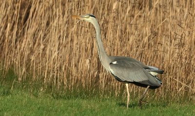 Grey Heron - Ardea cinerea (Blauwe Reiger)