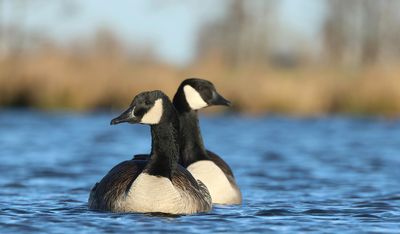 Canada Goose - Branta canadensis (Grote Canadese Gans)