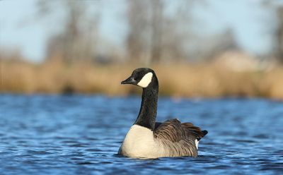 Canada Goose - Branta canadensis (Grote Canadese Gans)