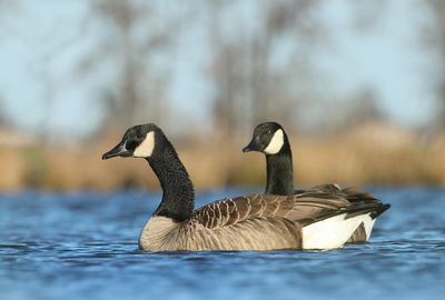 Canada Goose - Branta canadensis (Grote Canadese Gans)