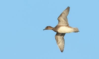 Eurasian Wigeon - Anas penelope (Smient)