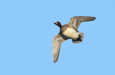 Eurasian Wigeon - Anas penelope (Smient)