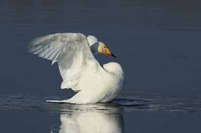 Swans / Zwanen