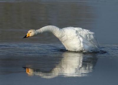  Whooper Swan - Cygnus cygnus (Wilde Zwaan)