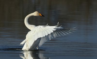  Whooper Swan - Cygnus cygnus (Wilde Zwaan)