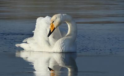 Whooper Swan - Cygnus cygnus (Wilde Zwaan)