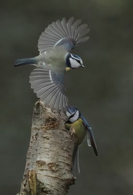 Eurasian Blue Tit - Cyanistes caeruleus (Pimpelmees)