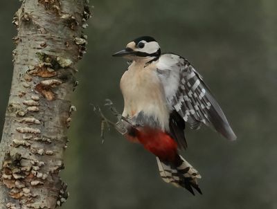 Great Spotted Woodpecker - Dendrocopos major (Grote Bonte Specht)