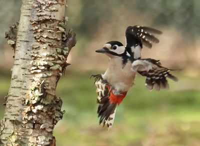 Great Spotted Woodpecker - Dendrocopos major (Grote Bonte Specht)