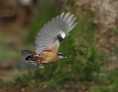 Eurasian Nuthatch - Sitta europaea (Boomklever)