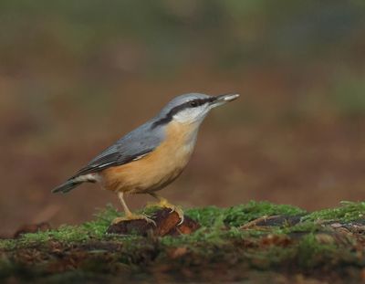 Eurasian Nuthatch - Sitta europaea (Boomklever)
