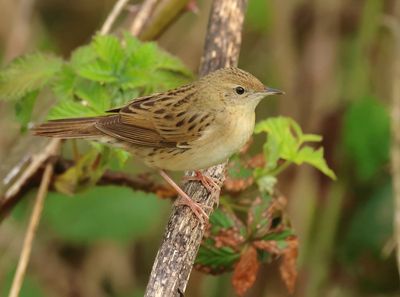 Common Grasshopper Warbler - Locustella nivea (Sprinkhaanzanger)