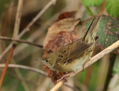 Common Grasshopper Warbler - Locustella nivea (Sprinkhaanzanger)