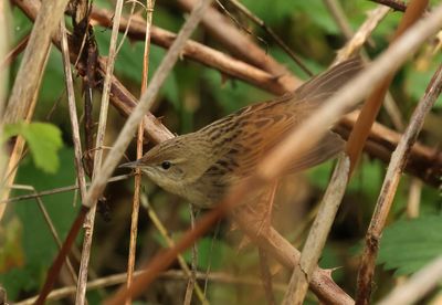 Common Grasshopper Warbler - Locustella nivea (Sprinkhaanzanger)