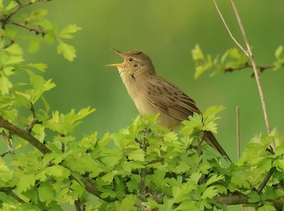 Common Grasshopper Warbler - Locustella nivea (Sprinkhaanzanger)