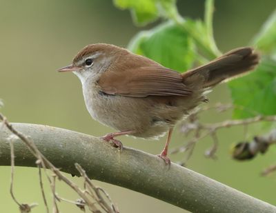 Cetti's Zanger 20230426-01b.JPG