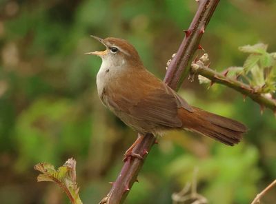 Cetti's Warbler - Cettia cetti (Cetti's Zanger) 